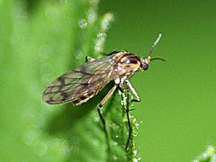 Fungus Gnat